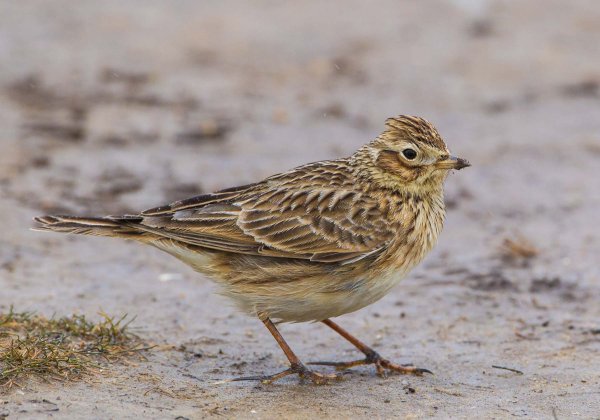 Малый полевой Жаворонок