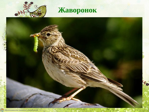 Скворец Зяблик Жаворонок трясогузка