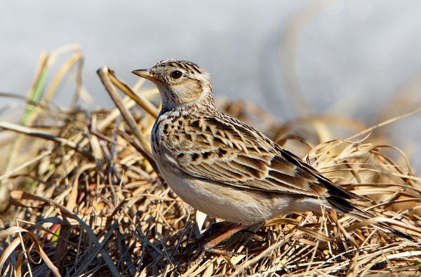 Полевой Жаворонок