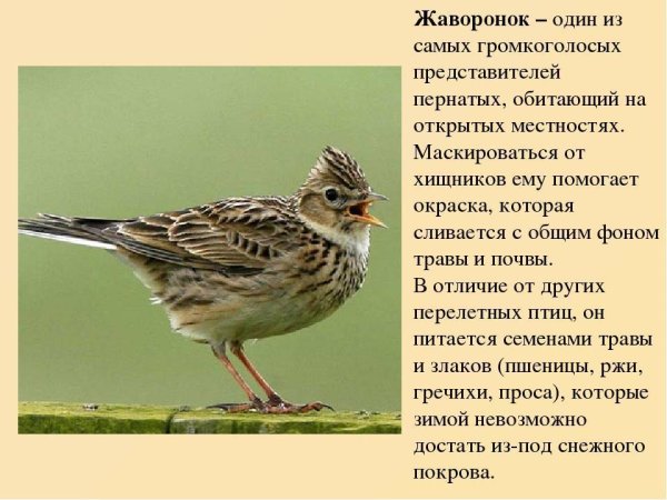 Полевой Жаворонок 2 класс окружающий