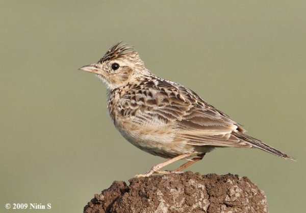 Малый полевой Жаворонок