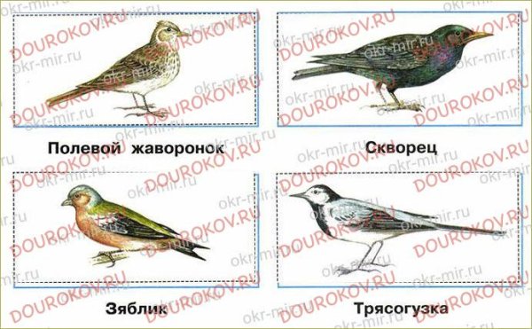 Полевой Жаворонок скворец Зяблик