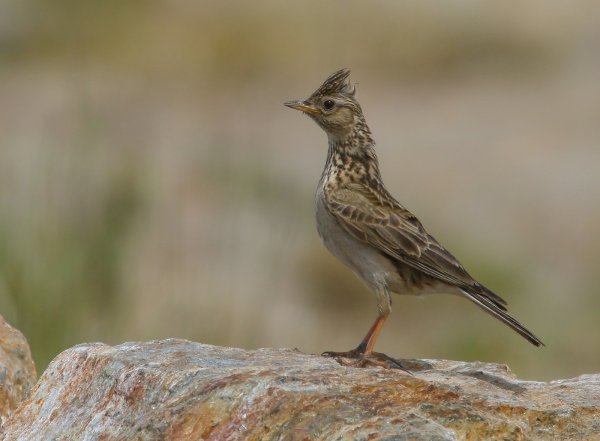 Полевой Жаворонок