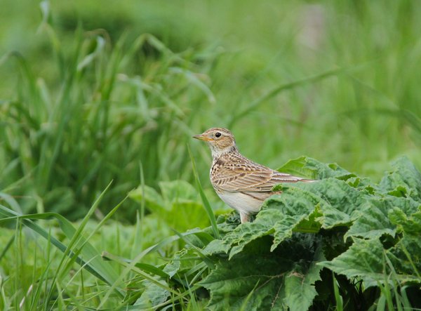 Жаворонок луг