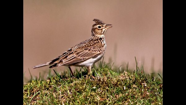 Птица полевой Жаворонок
