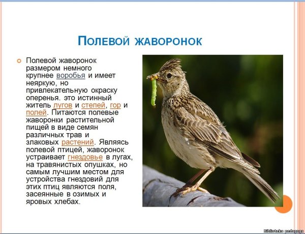 Жаворонок описание птицы для детей