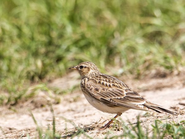 Полевой Жаворонок