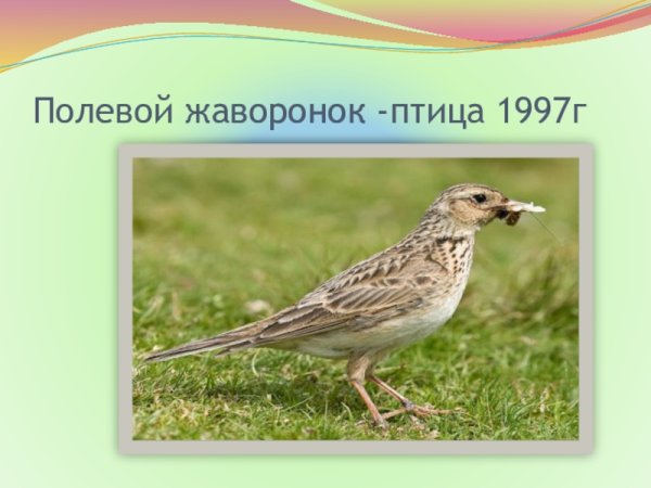 Полевой Жаворонок кочующая птица