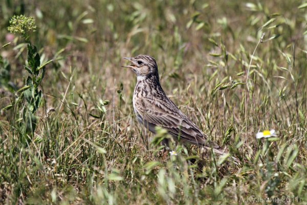 Жаворонок полевой сеголетки