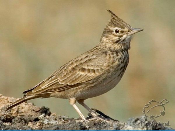 Полевой Жаворонок Перелетная птица