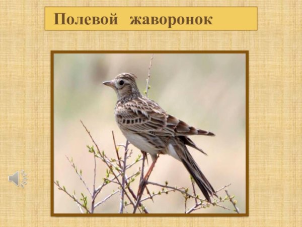 Полевой Жаворонок описание