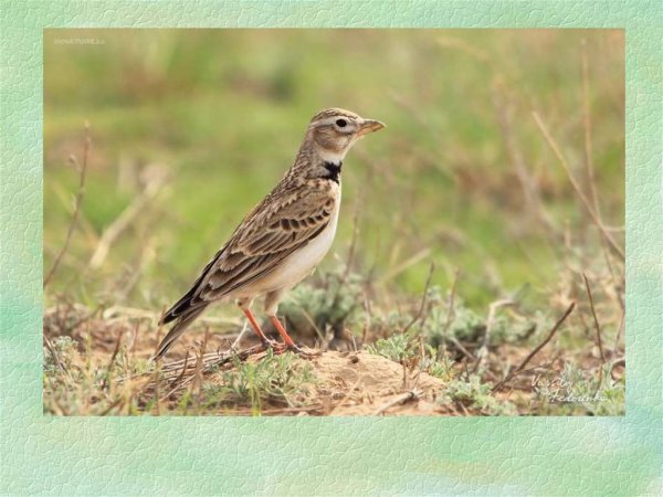 Птенцы степного жаворонка