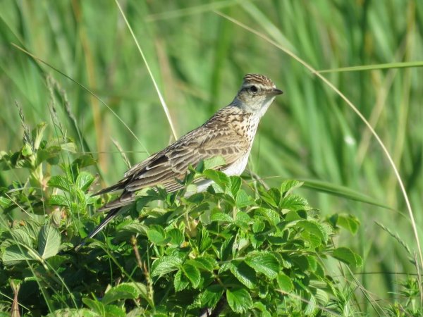 Обыкновенный полевой Жаворонок