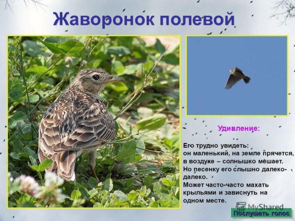 Полевой Жаворонок описание
