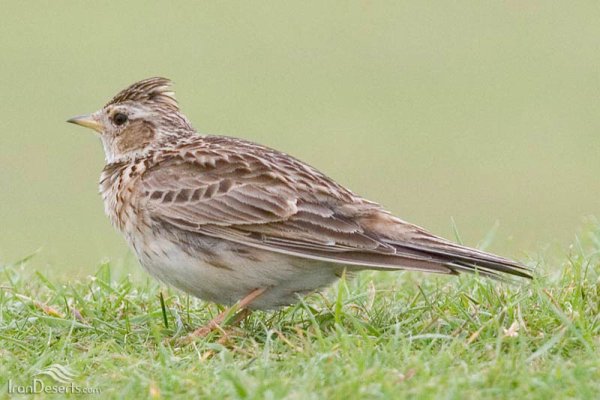 Жаворонок для дошкольников