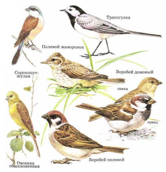 Полевой Воробей самка