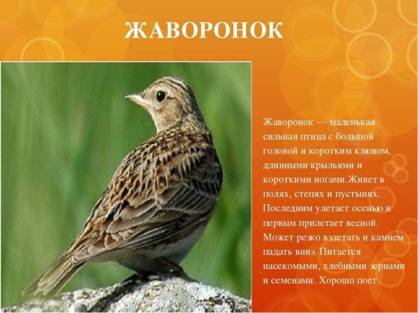 Жаворонок птица описание