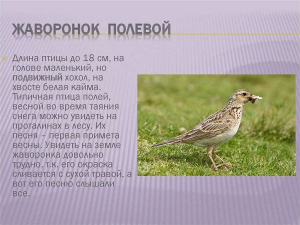 Жаворонок птица описание