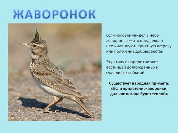 Жаворонок описание