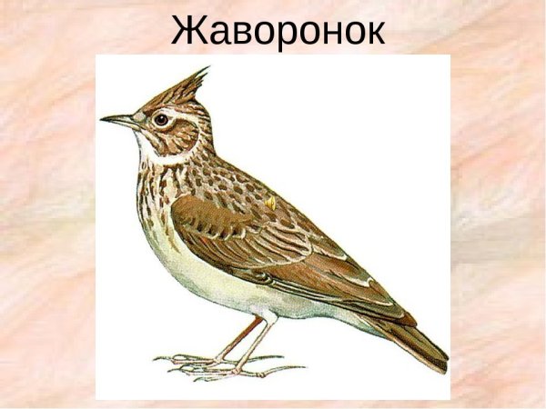 Скребицкий Жаворонок