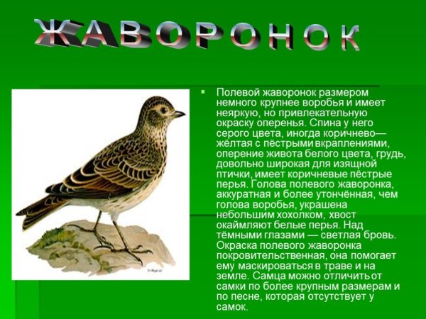Жаворонок краткая информация