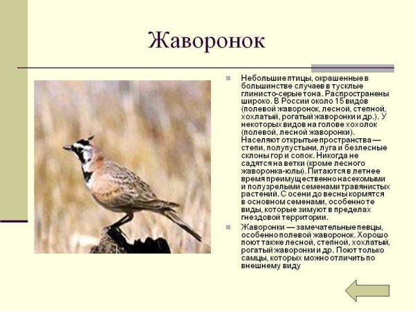 Жаворонок краткое описание