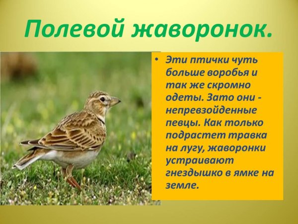 Сообщение о жаворонке