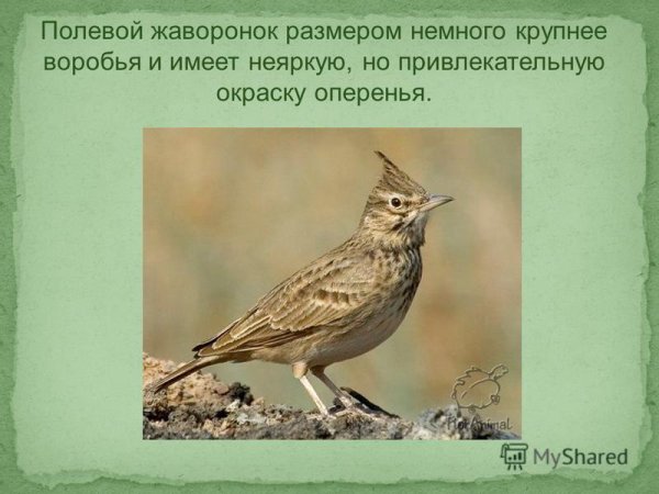 Полевой Жаворонок размер