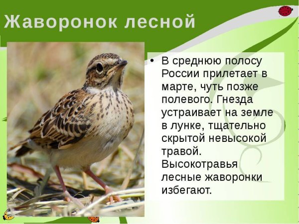 Жаворонок описание