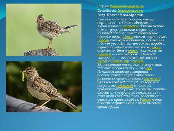 Отряд Жаворонковые