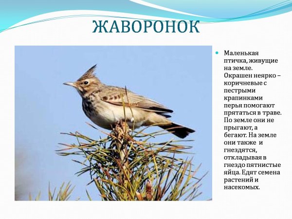 Полевой Жаворонок Перелетная