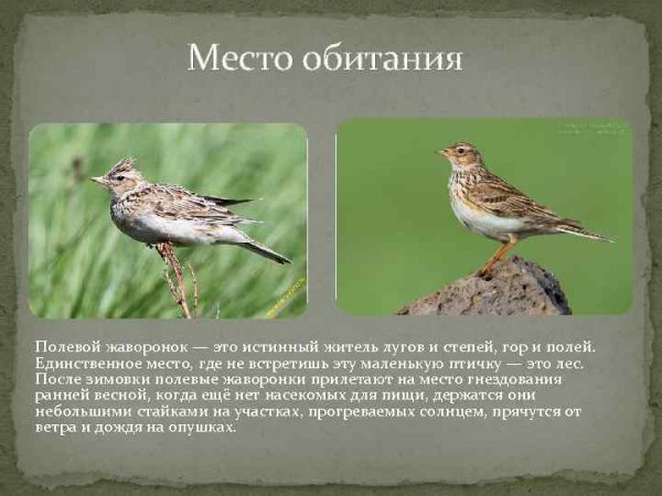 Жаворонок среда обитания