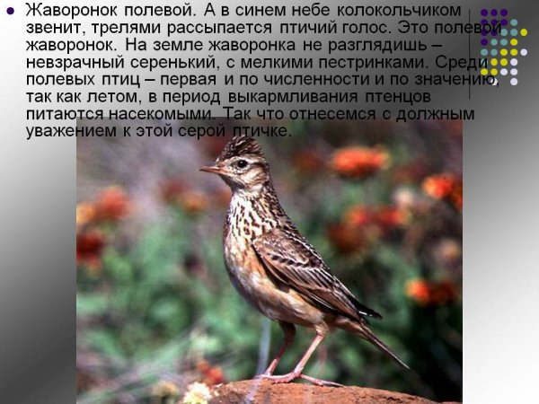 Сообщение о жаворонке