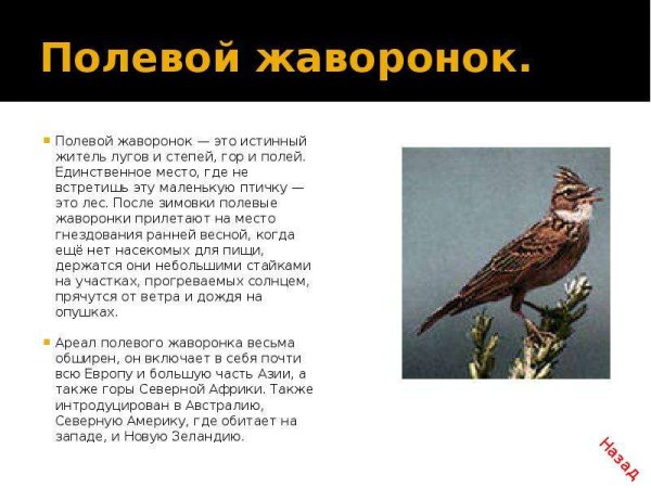 Полевой Жаворонок Перелетная или оседлая