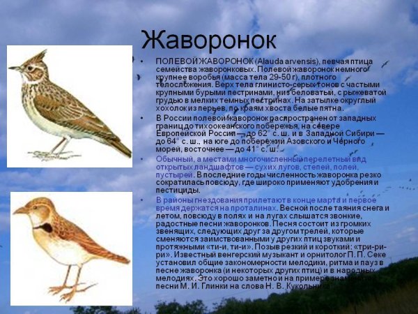 Полевой Жаворонок Перелетная