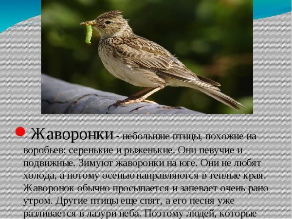 Внешний вид жаворонка