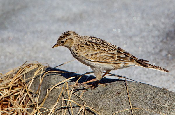 Полевой Жаворонок