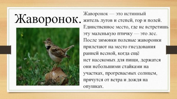 Сообщение о жаворонке