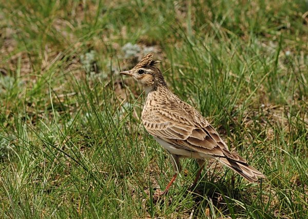 Луговой Жаворонок