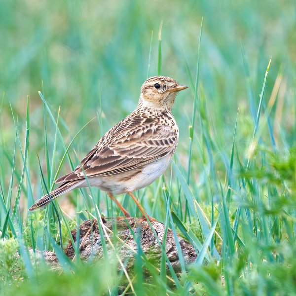 Полевой Жаворонок