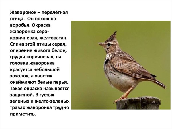 Полевой Жаворонок Перелетная