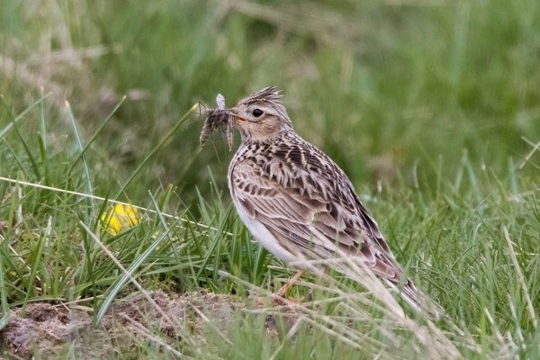 Жаворонок полевой Жаворонок
