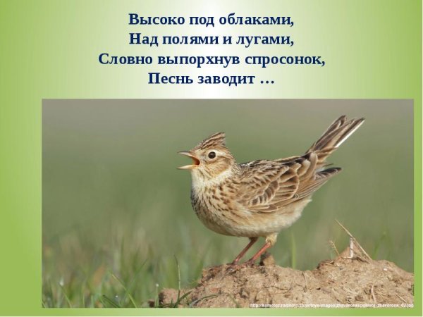 Стихотворение Жаворонок