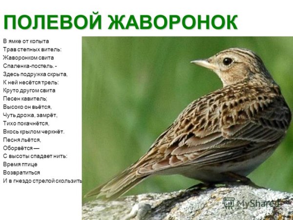 Жаворонок самец и самка