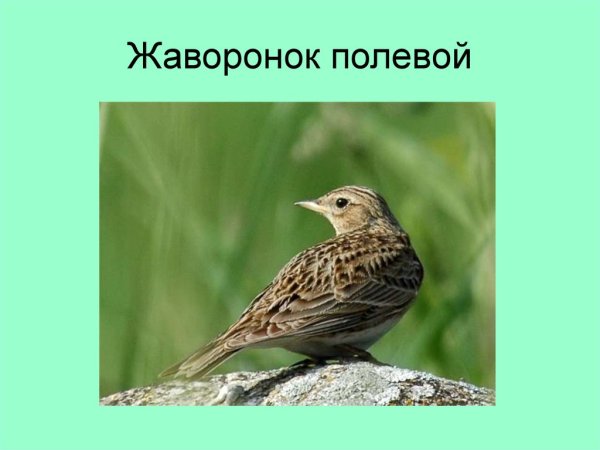 Полевой Жаворонок определитель