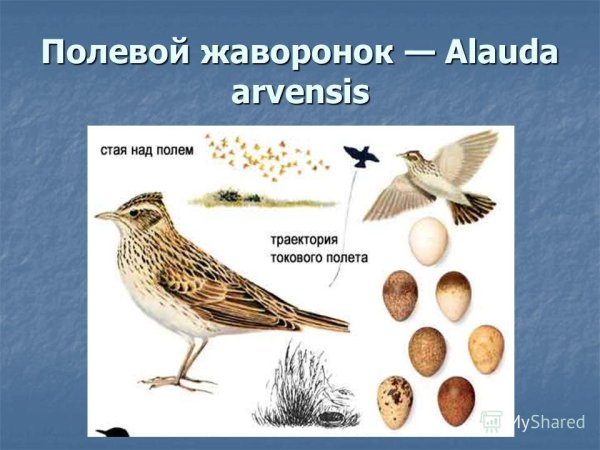 Полевой Жаворонок стая