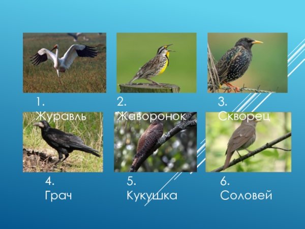 Перелетные птицы Грач и скворец