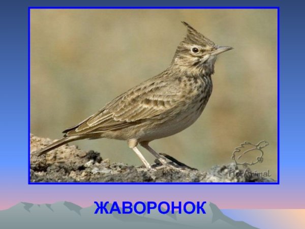 Жаворонки перелетные птицы