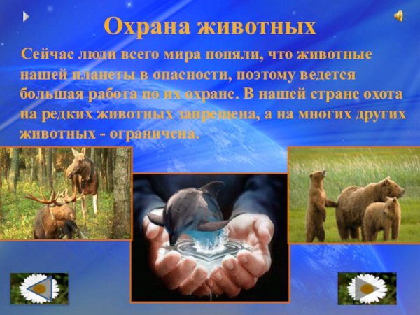 Проект охрана животных