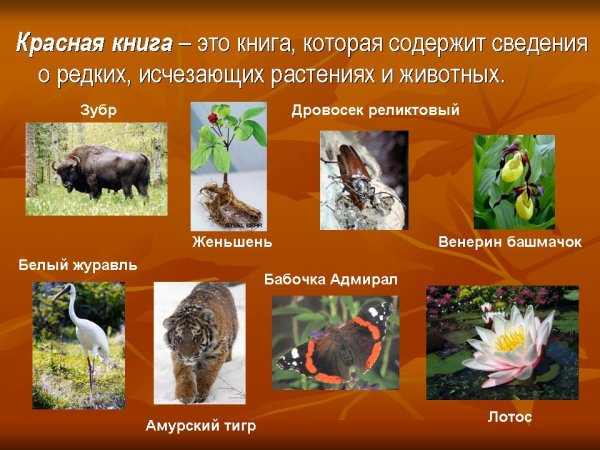Проект окружающий мир 2 класс красная книга животные и растения